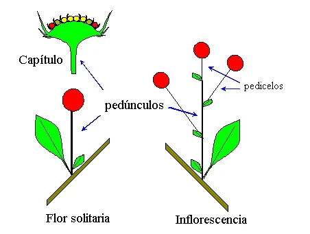 Diferencia entre pecíolo y pedicelo