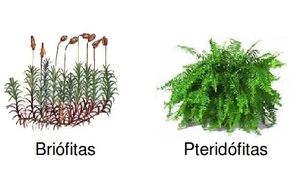 Diferencia entre talofitas briofitas y pteridofitas