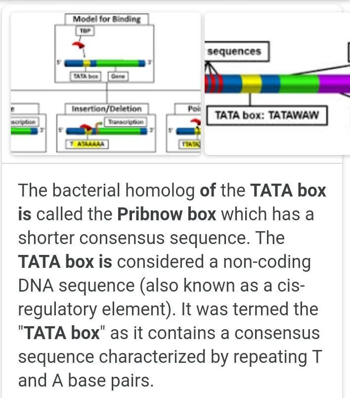 Diferencia entre TATA Box y Pribnow Box