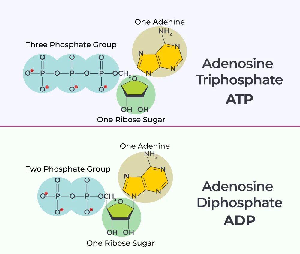Diferencia entre TCTA y ATPE
