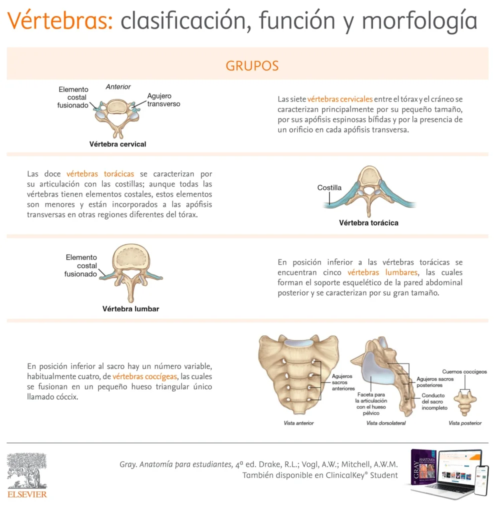 Diferencia entre las vértebras torácicas y lumbares