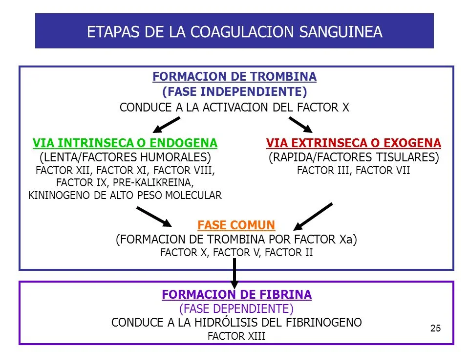 Diferencia entre las vías intrínsecas y extrínsecas en la coagulación sanguínea