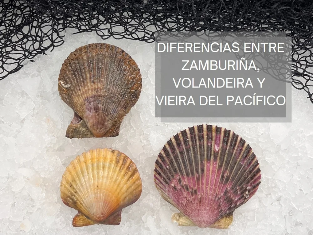 Diferencia entre las vieiras de bahía y las vieiras de mar