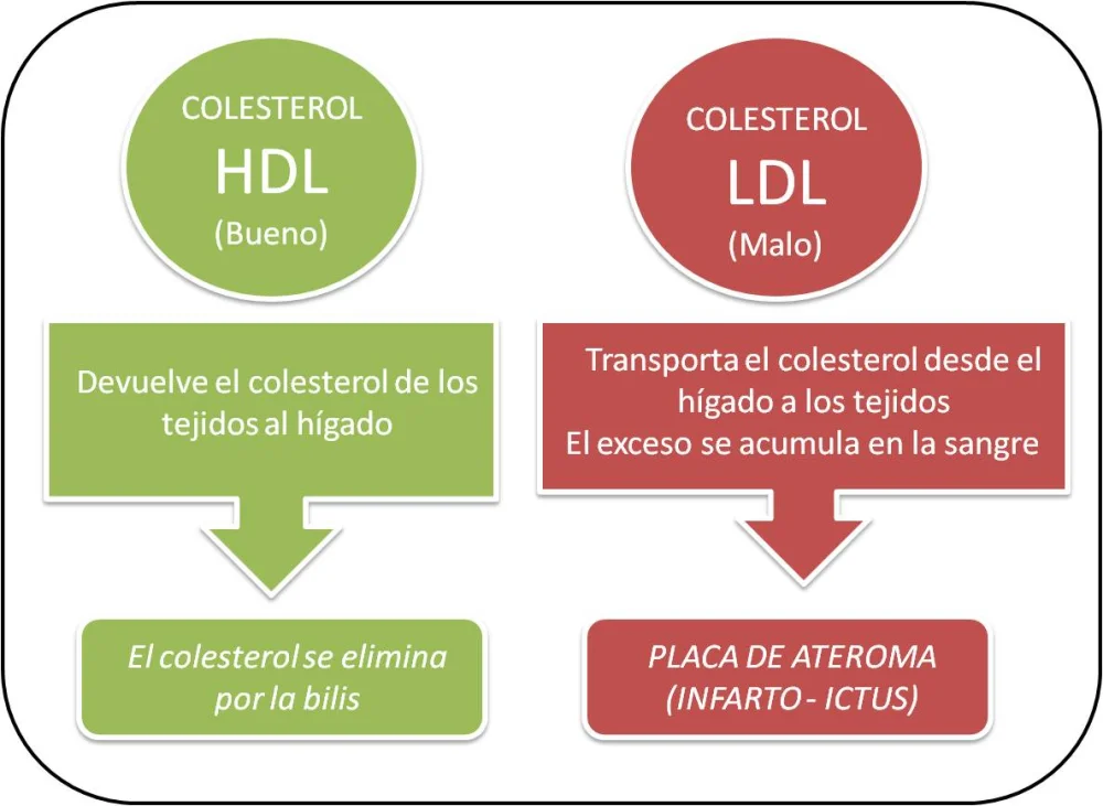 Diferencia entre LDL y HDL