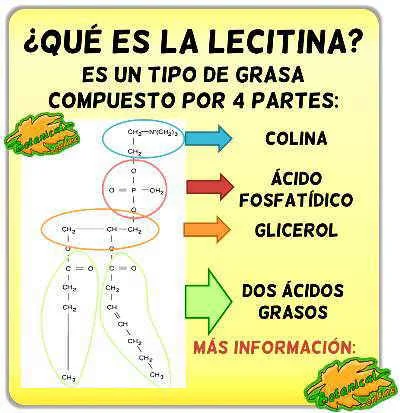 Diferencia entre lecitina y fosfatidilcolina
