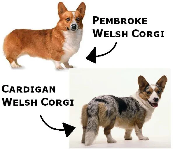 Diferencia entre Pembroke y Cardigan Corgi