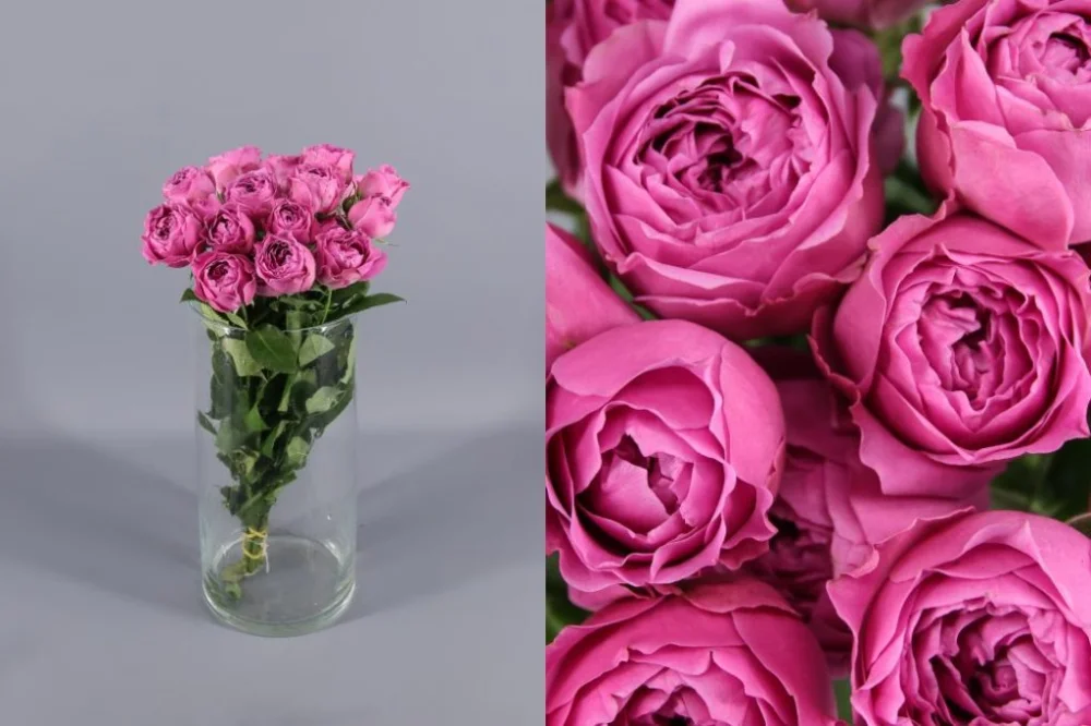 Diferencia entre peonías y rosas