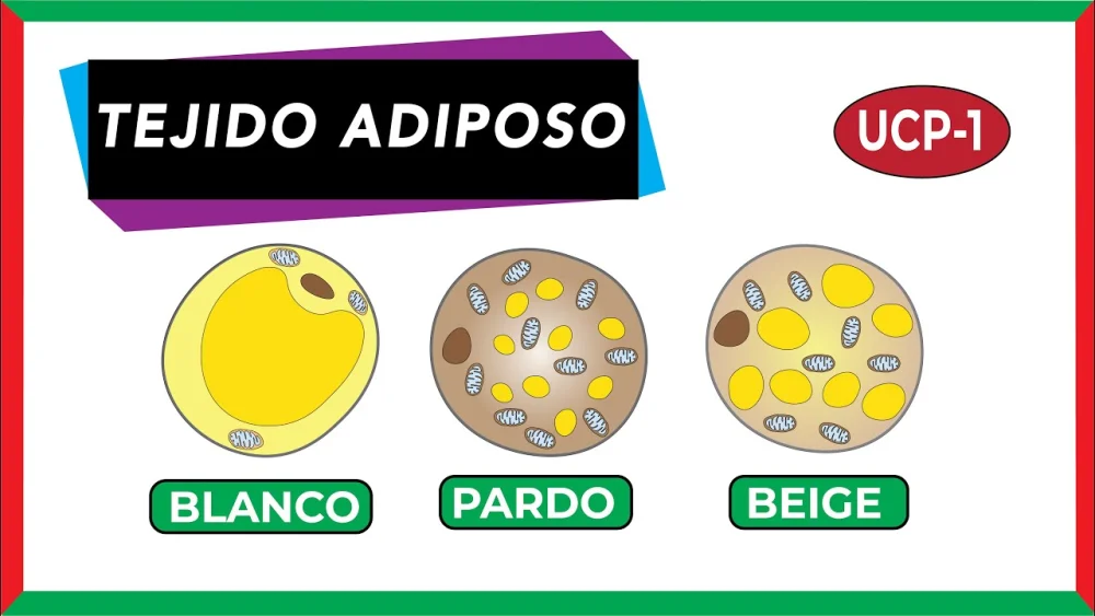 Diferencia entre tejido adiposo marrón y blanco