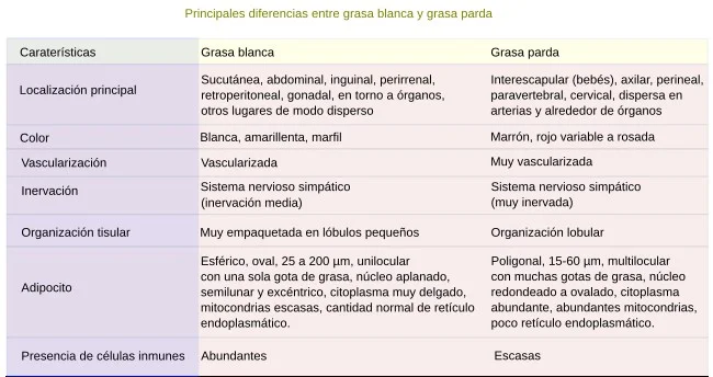 Diferencia entre tejido adiposo unilocular y multilocular