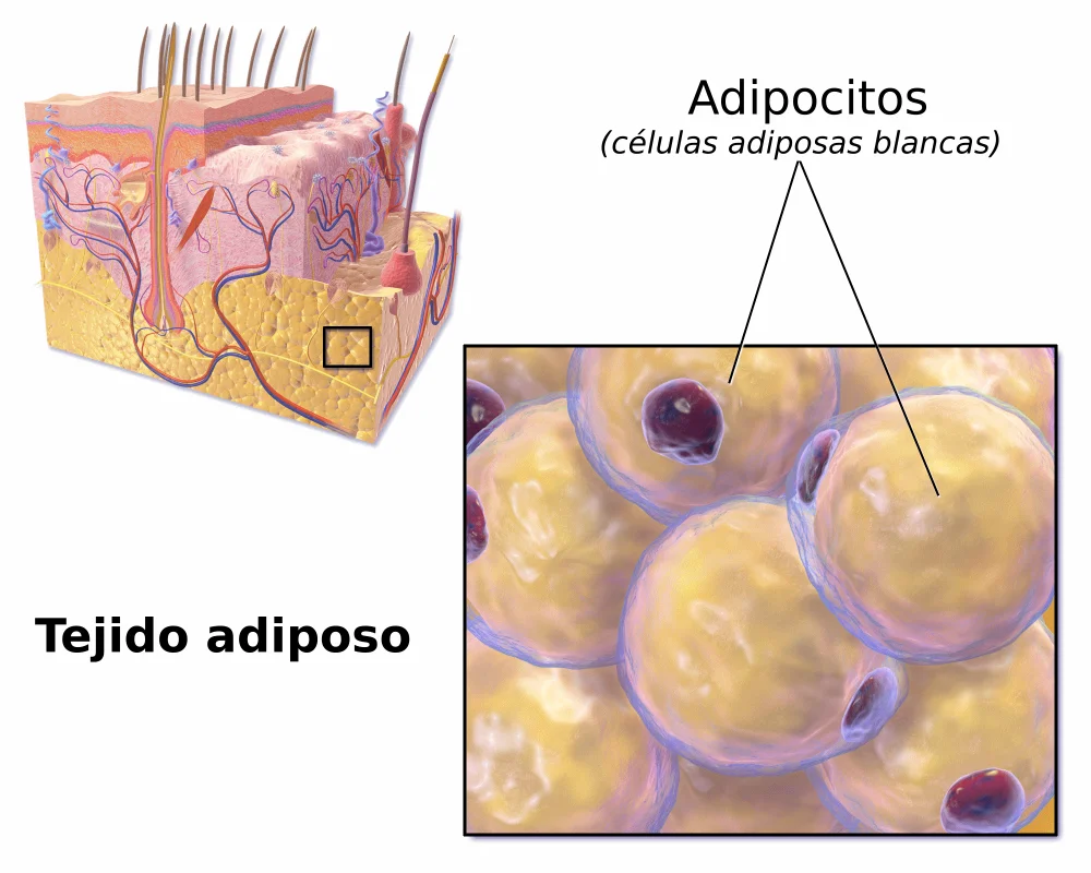Diferencia entre tejido areolar y adiposo