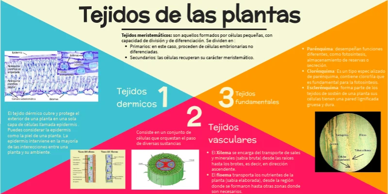 Diferencia entre tejido meristemático y tejido fundamental