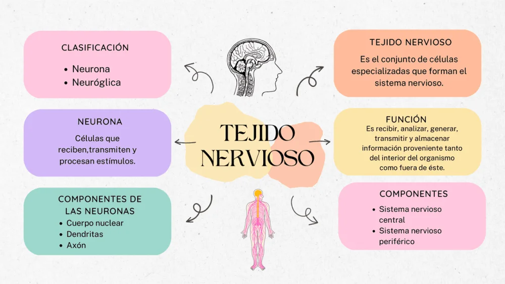 Diferencia entre tejido nervioso y sistema nervioso