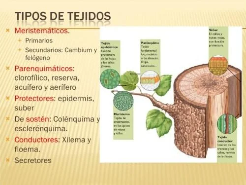 Diferencia entre tejido permanente simple y tejido permanente complejo