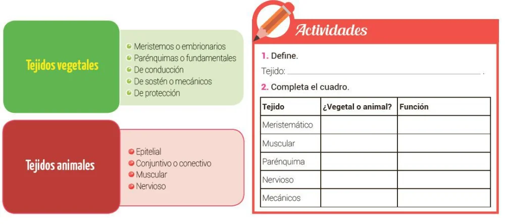 Diferencia entre tejido vegetal y animal