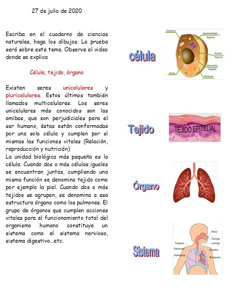 Diferencia entre tejido y órgano