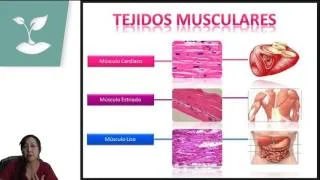 Diferencia entre tejido y sistema tisular
