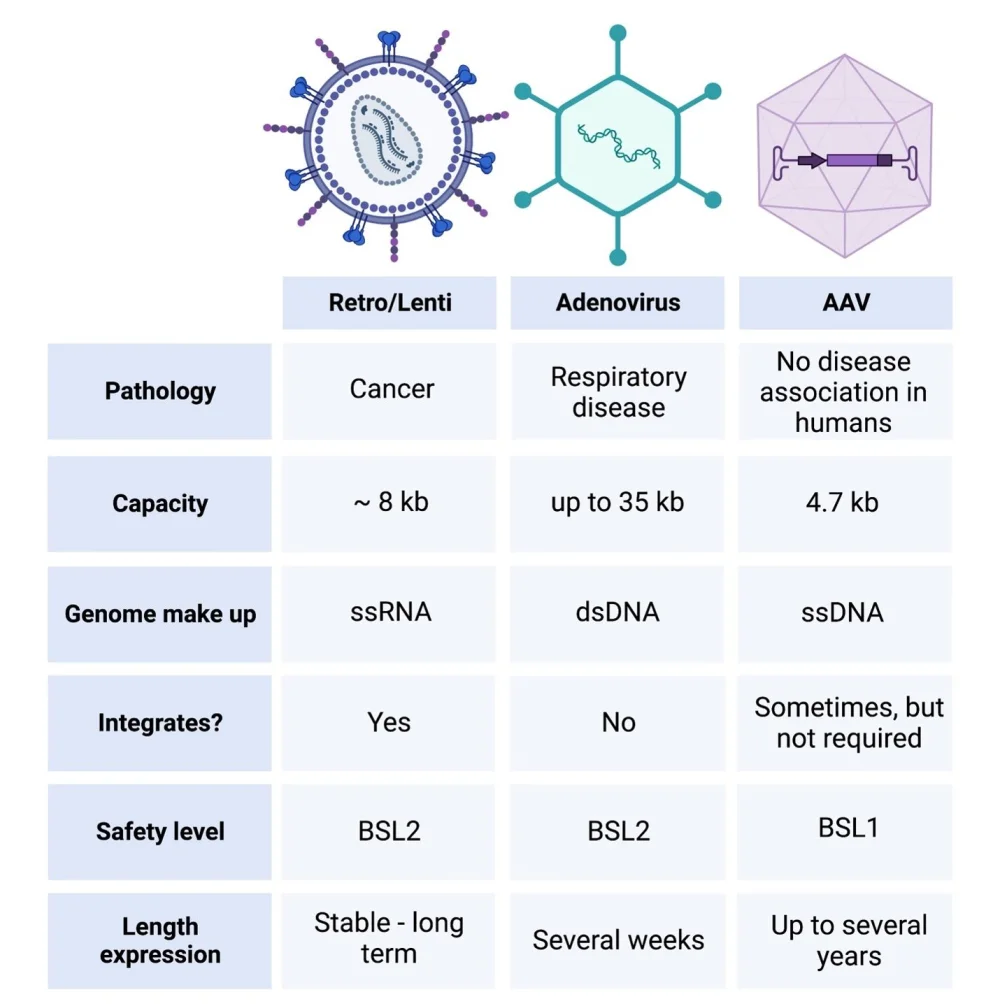 Diferencia entre lentivirus y adenovirus