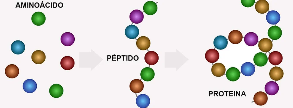 Diferencia entre péptido y proteína