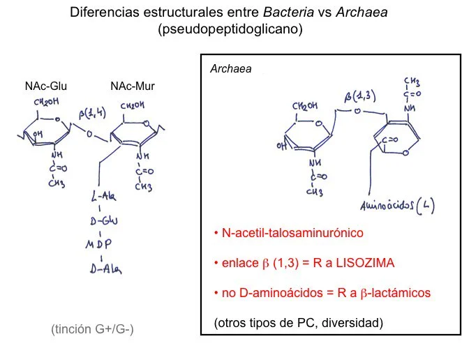 Diferencia entre peptidoglicano y pseudopeptidoglicano