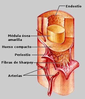 Diferencia entre periostio y endostio