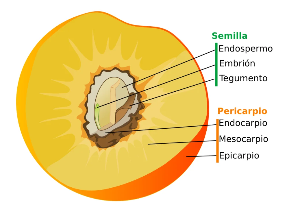 Diferencia entre perispermo y pericarpio