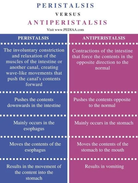 Diferencia entre peristalsis y antiperistalsis