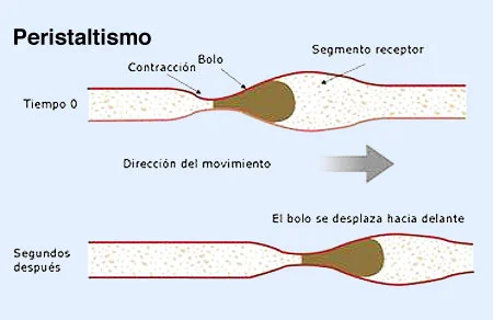 Diferencia entre peristalsis y segmentación