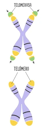 Diferencia entre telómero y telomerasa