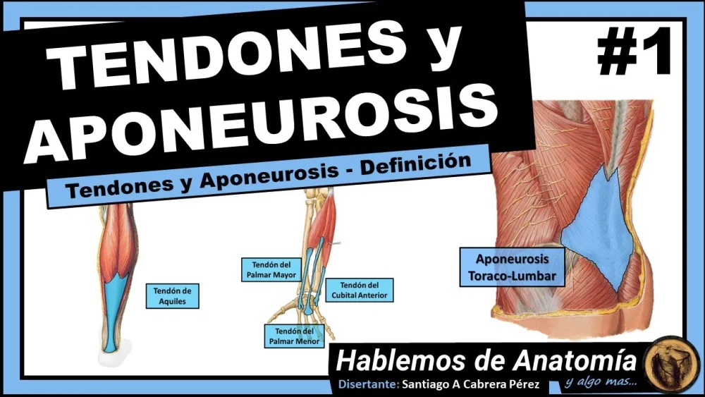 Diferencia entre tendón y aponeurosis