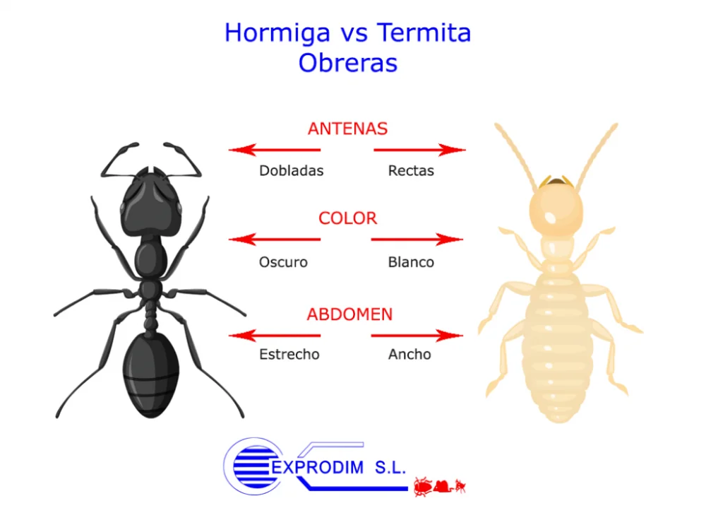 Diferencia entre termitas y hormigas blancas