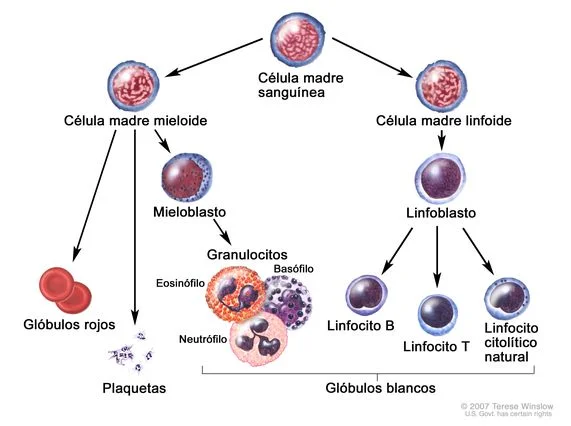Diferencia entre leucocitos y linfocitos