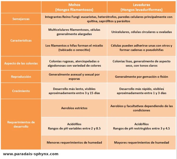 Diferencia entre levadura y moho
