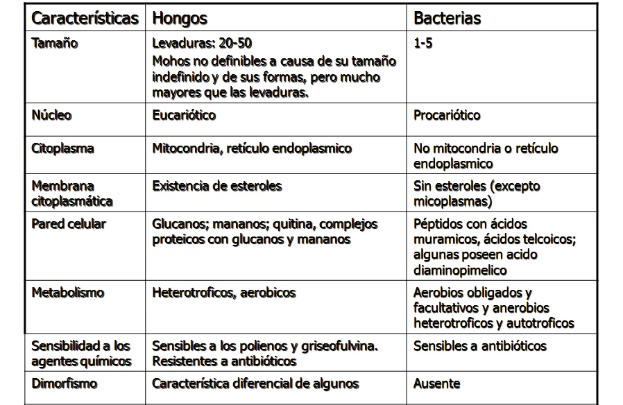 Diferencia entre levaduras y bacterias