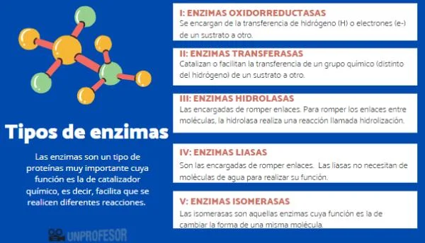 Diferencia entre liasas y ligasas