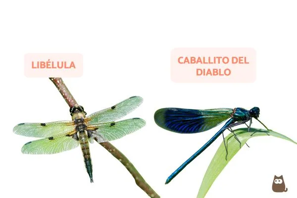 Diferencia entre libélula y caballito del diablo