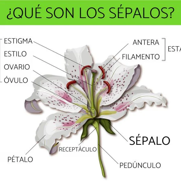 Diferencia entre pétalos y petaloides
