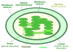 Diferencia entre tilacoide y estroma