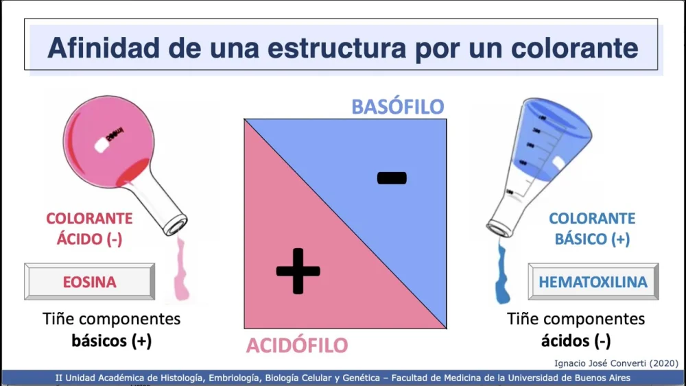 Diferencia entre tinción y colorante en histología