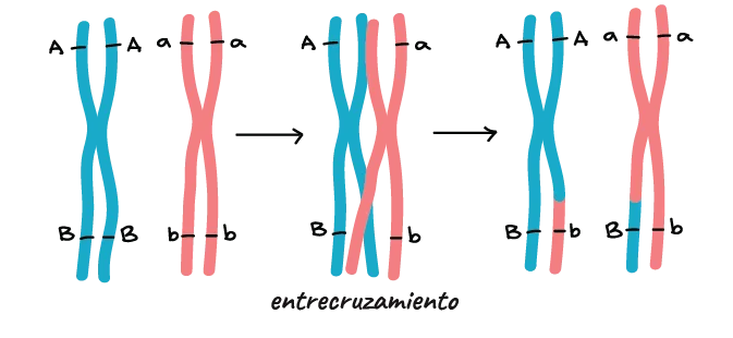 Diferencia entre ligamiento y entrecruzamiento