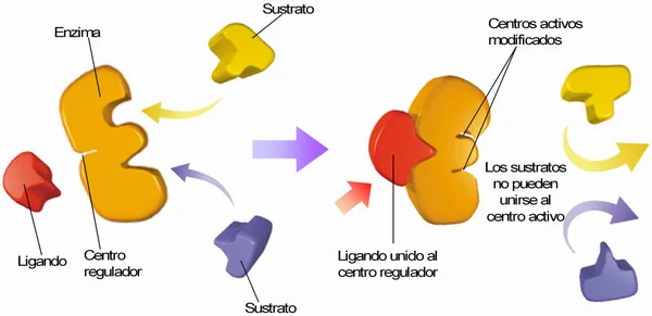 Diferencia entre ligando y sustrato