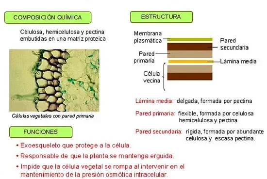 Diferencia entre lignina y pectina