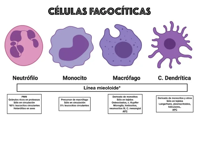 Diferencia entre linfocitos y fagocitos