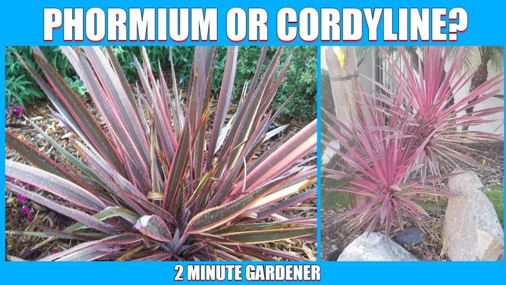 Diferencia entre Phormium y Cordyline