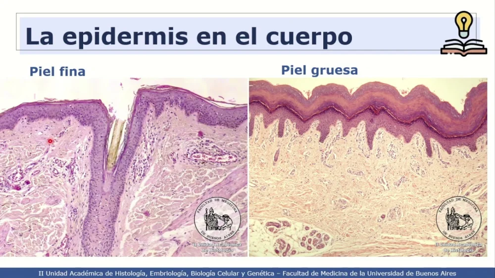 Diferencia entre piel gruesa y fina