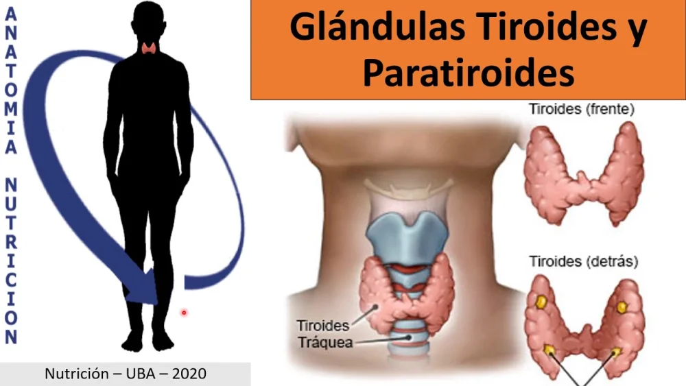 Diferencia entre tiroides y paratiroides