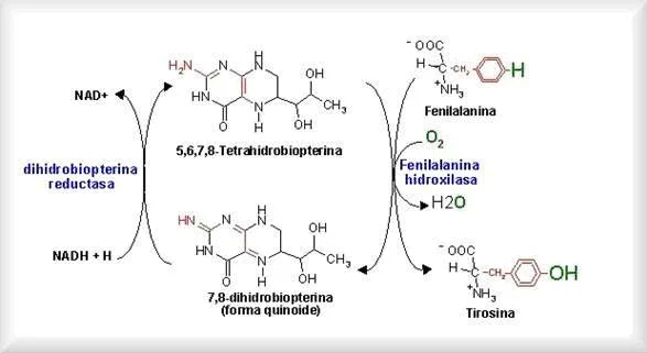 Diferencia entre tirosina y tiroxina