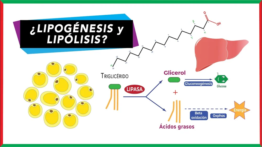 Diferencia entre lipogénesis y lipólisis