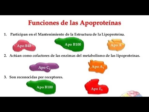 Diferencia entre lipoproteína y apolipoproteína