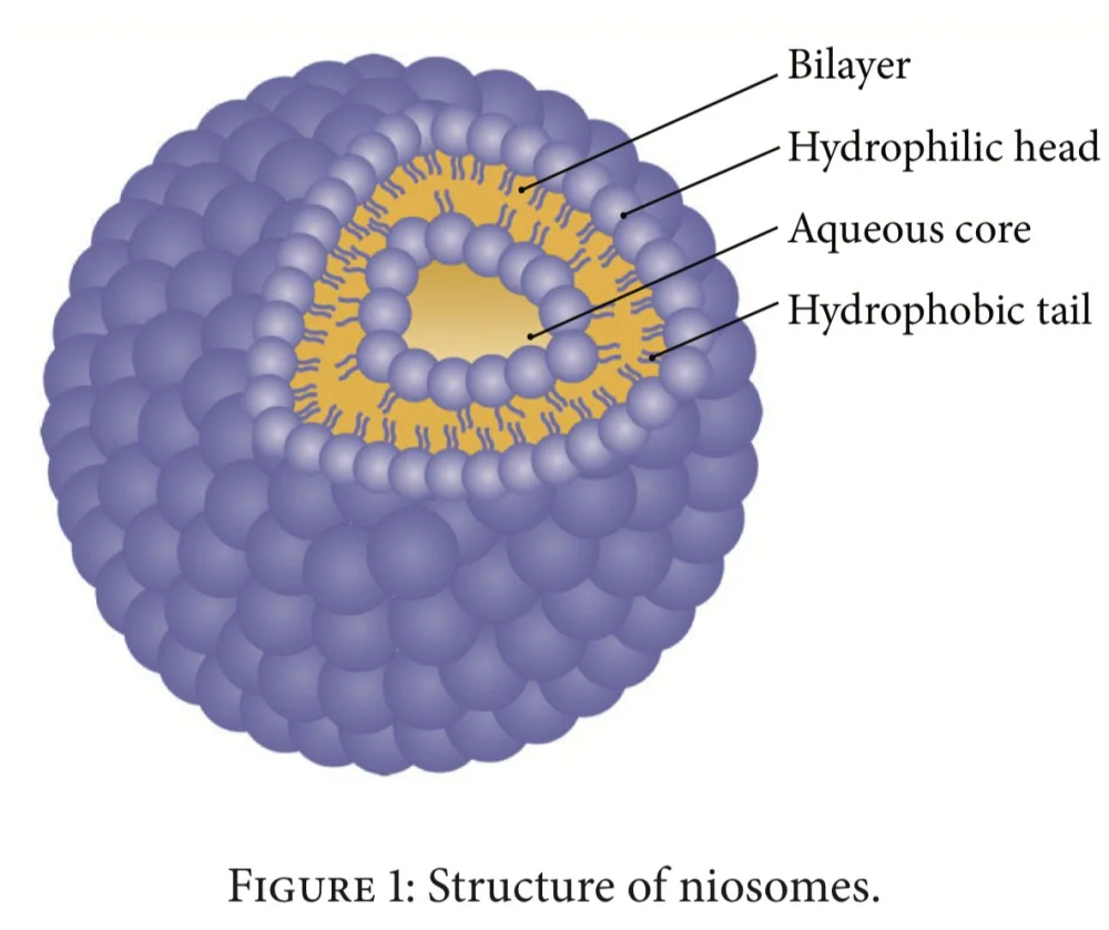 Diferencia entre liposomas y niosomas