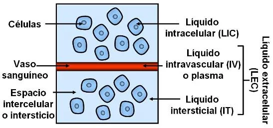 Diferencia entre líquido intracelular y extracelular